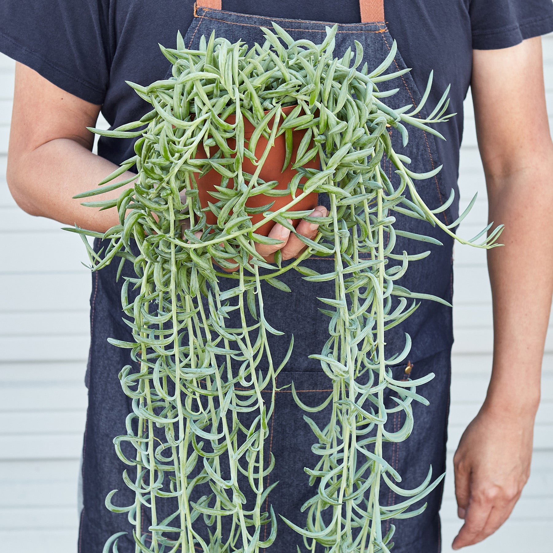 succulent fish Succulent Senecio Succulent 'Fish Hooks' – Wilbur & Me Boutique