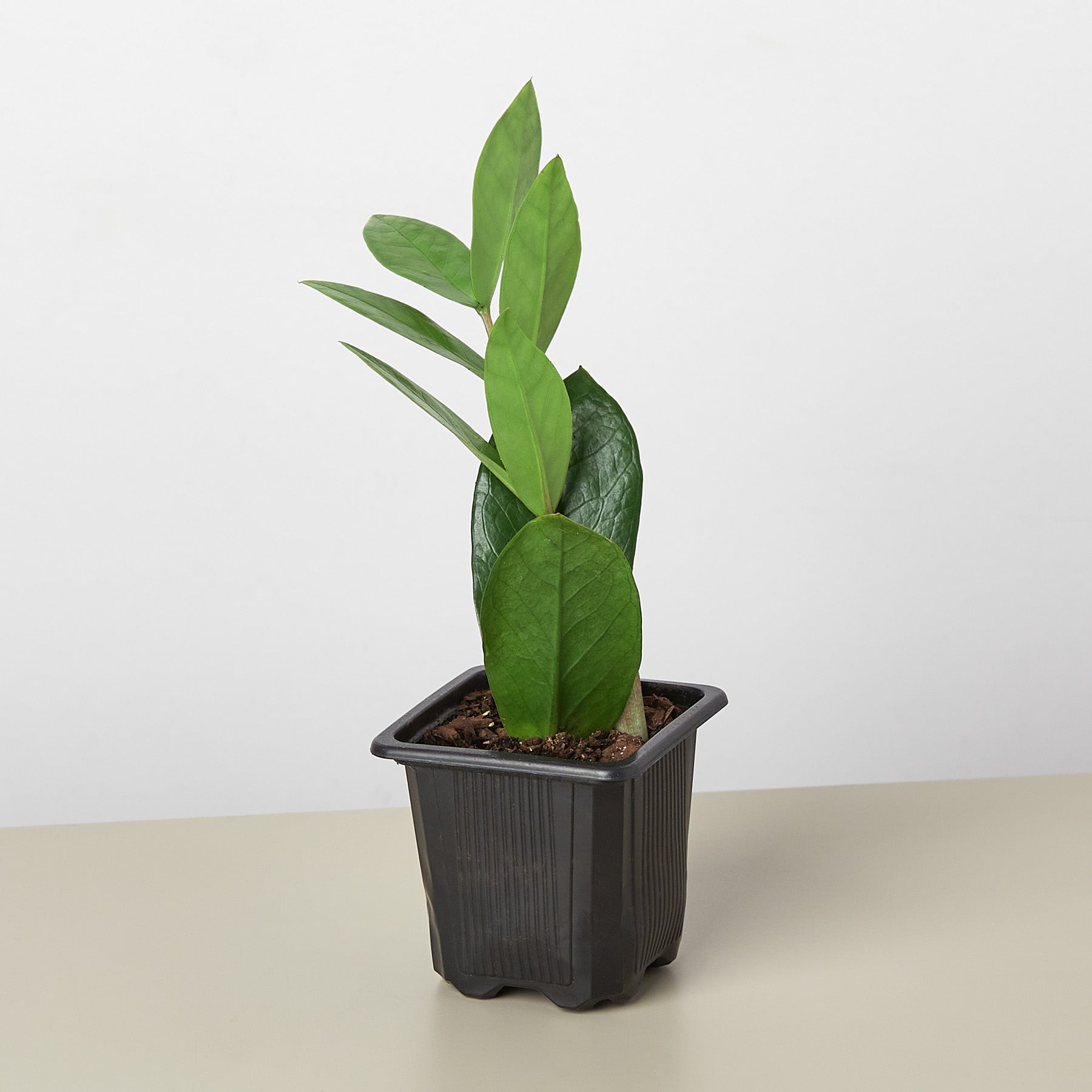 zamioculcas zamiifolia - plant zz - p21 Zamioculcas Zamiifolia 'ZZ' – Wilbur & Me Boutique