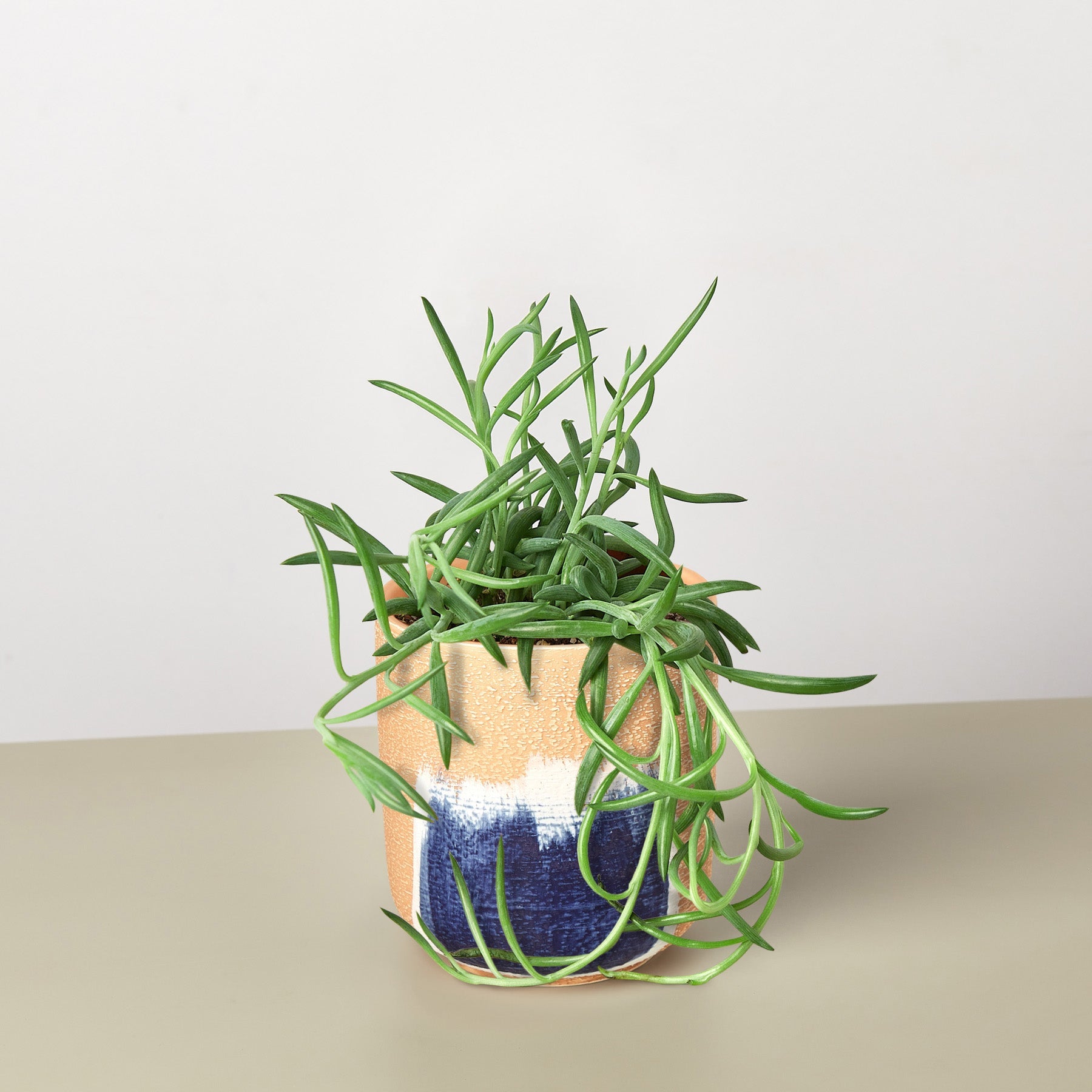 succulent fish hook plant Succulent Senecio Succulent 'Fish Hooks' – Wilbur & Me Boutique