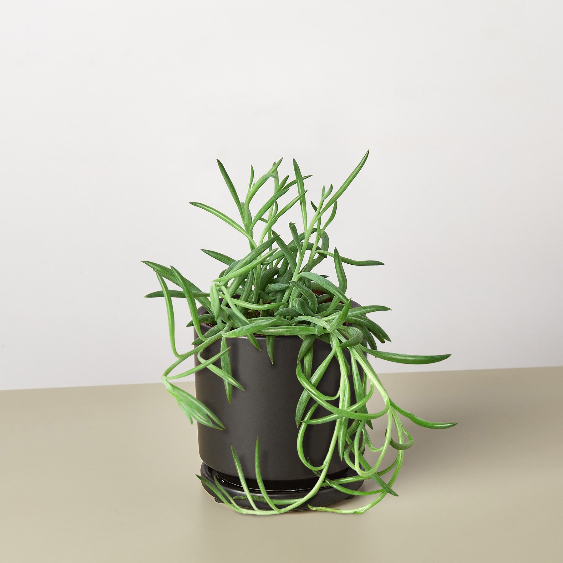 fish succulent Succulent Senecio Succulent 'Fish Hooks' – Wilbur & Me Boutique
